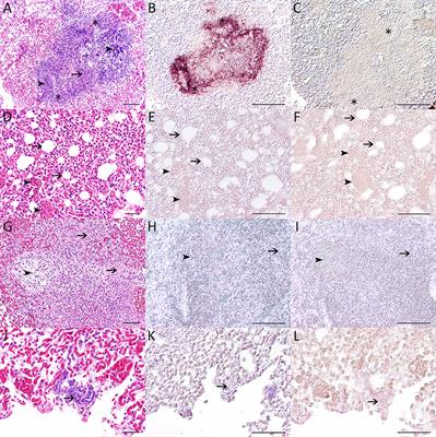 Suttonella ornithocola detected within lesions of tit birds (Paridae) from epidemic death episodes in Germany, 2018–2020